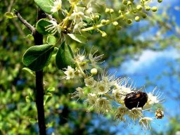 Terminalia prunioides flower visit