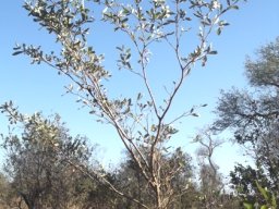 Terminalia sericea sapling