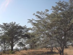 Terminalia sericea