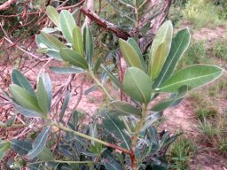 Terminalia sericea leaves