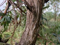 Terminalia sericea stem