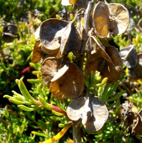 Tetragonia fruticosa dry seed pericarps