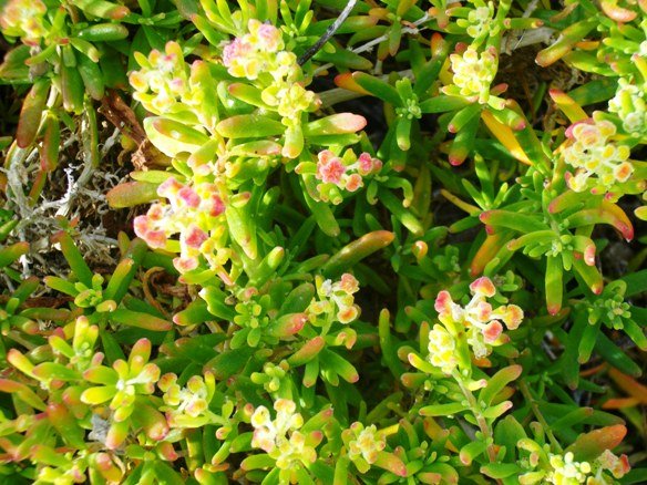 Tetragonia fruticosa