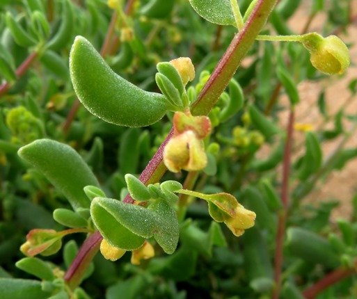 Tetragonia fruticosa ovaries growing wings