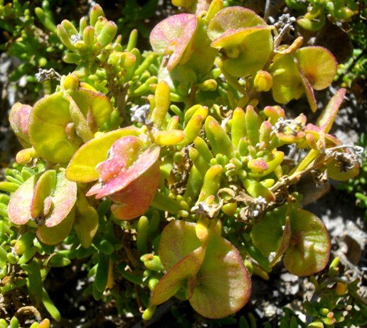 Tetragonia fruticosa in fruit