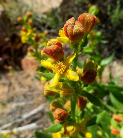 Tetragonia