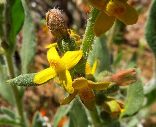 Tetragonia hirsuta flowers and fruit beginnings