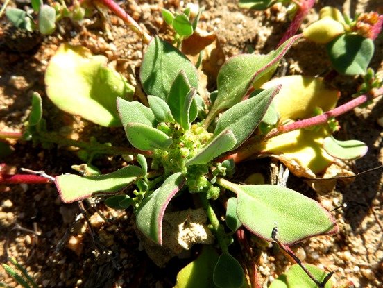 Tetragonia microptera central leaf tuft