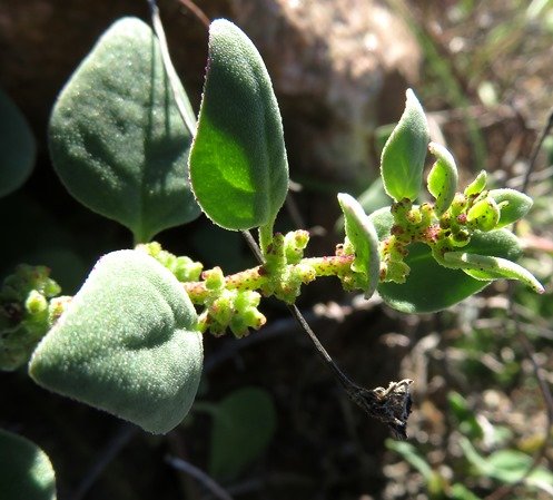 Tetragonia microptera flowers near a stem-tip