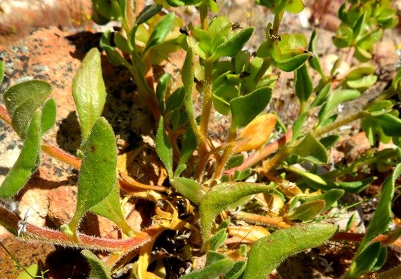 Tetragonia hirsuta stems
