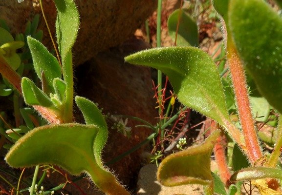 Tetragonia hirsuta leaves