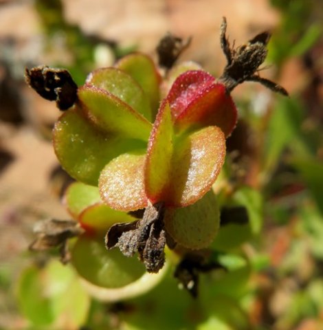 Tetragonia hirsuta, a red fruit