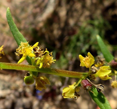 Tetragonia reduplicata stem and flowers