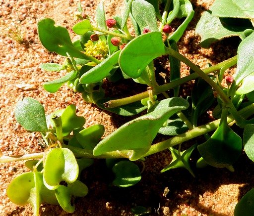 Tetragonia nigrescens fruit
