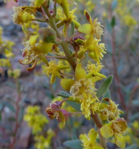 Tetragonia reduplicata part of an inflorescence