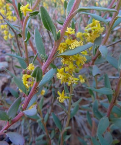 Tetragonia reduplicata leaves