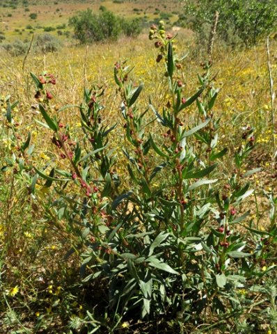 Tetragonia reduplicata sparse branches