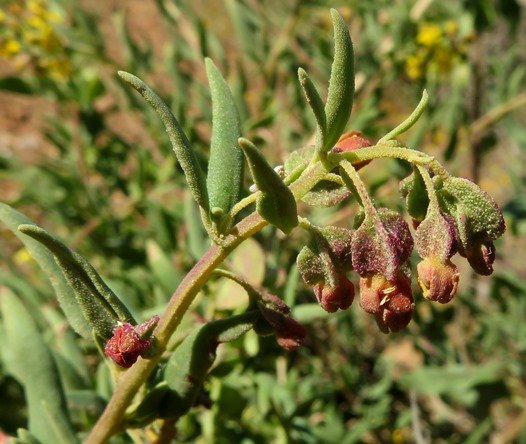 Tetragonia reduplicata drooping young fruit