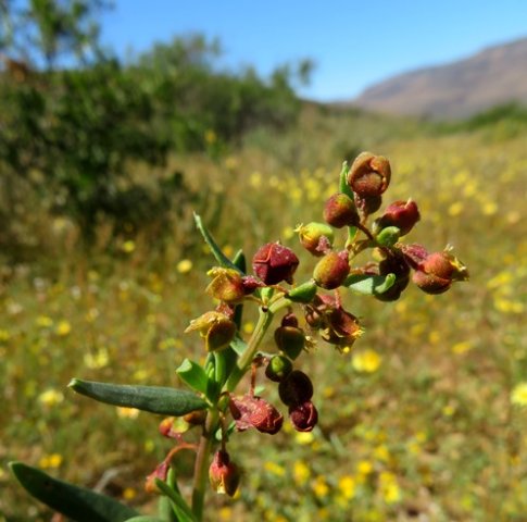 Tetragonia reduplicata spring buds