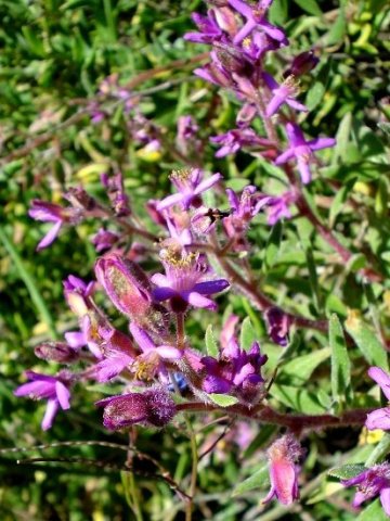 Tetragonia rosea