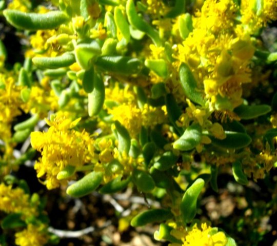 Tetragonia sarcophylla