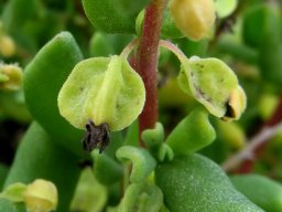 Tetragonia decumbens fruiting
