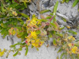 Tetragonia fruticosa flowers on the beach