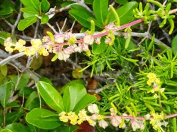 Tetragonia fruticosa fruits and flowers