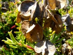 Tetragonia fruticosa dry seed pericarps