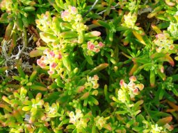 Tetragonia fruticosa