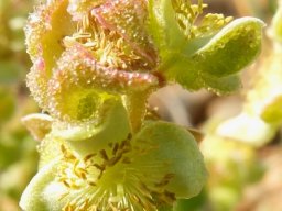 Tetragonia fruticosa flowers