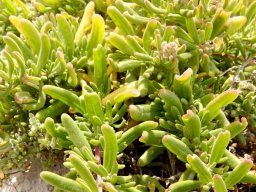 Tetragonia fruticosa leaves