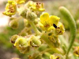 Tetragonia fruticosa flowers