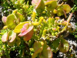Tetragonia fruticosa in fruit