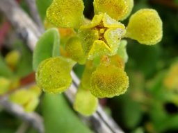 Tetragonia fruticosa bud opening