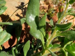 Tetragonia hirsuta leaves