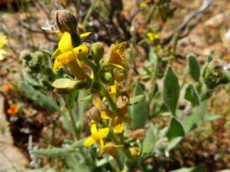 Tetragonia hirsuta