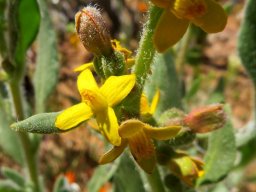 Tetragonia hirsuta flowers and fruit beginnings