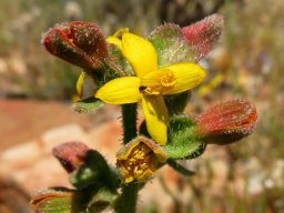 Tetragonia hirsuta flower