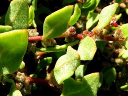 Tetragonia microptera leaves erect