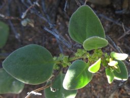 Tetragonia microptera leaves