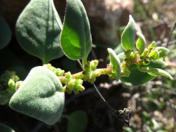 Tetragonia microptera flowers near a stem-tip