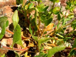 Tetragonia hirsuta stems