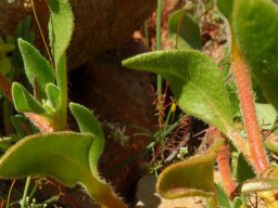 Tetragonia hirsuta leaves