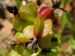 Tetragonia hirsuta, a red fruit