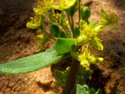 Tetragonia nigrescens flower cluster