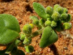 Tetragonia nigrescens green buds