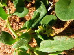 Tetragonia nigrescens leaves