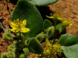 Tetragonia nigrescens