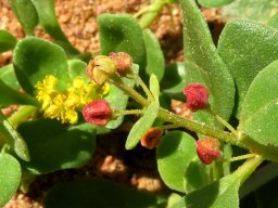 Tetragonia nigrescens reddish buds